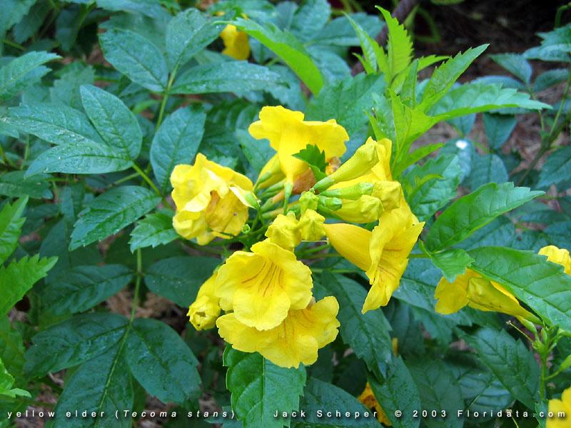 Tecoma Assorted Bush - View 18 from www redcrocus com