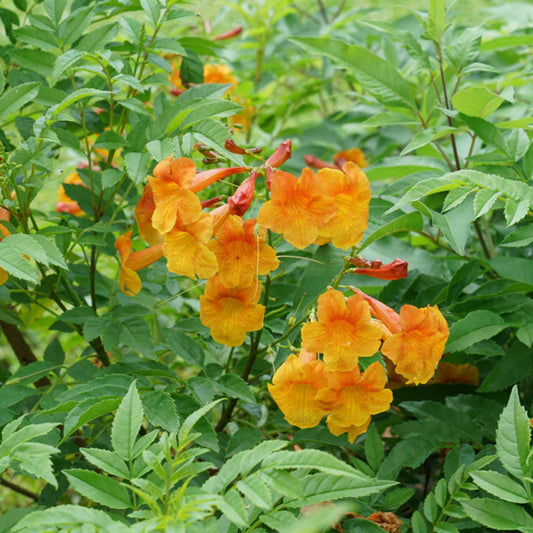 Tecoma Assorted Bush - View 1 from www redcrocus com