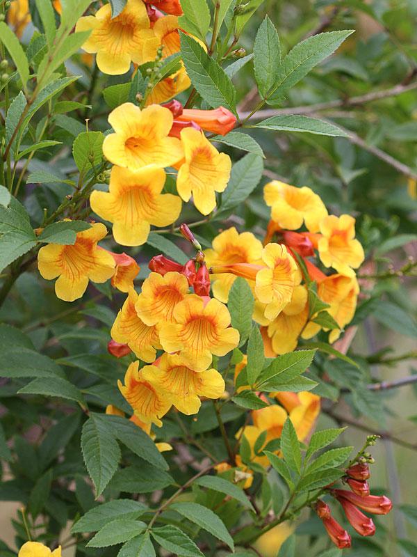 Tecoma Assorted Bush - View 3 from www redcrocus com