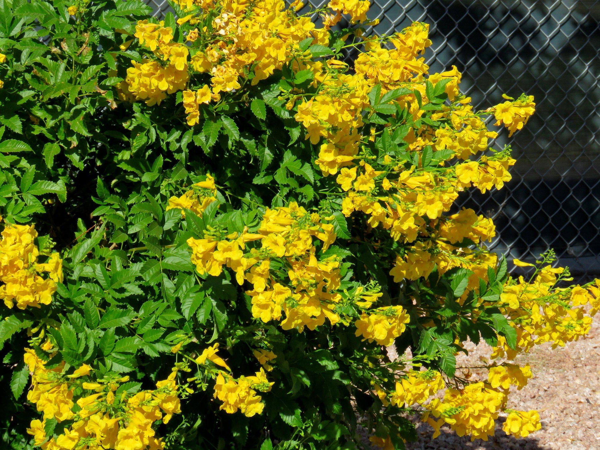 Tecoma Assorted Bush - View 7 from www redcrocus com