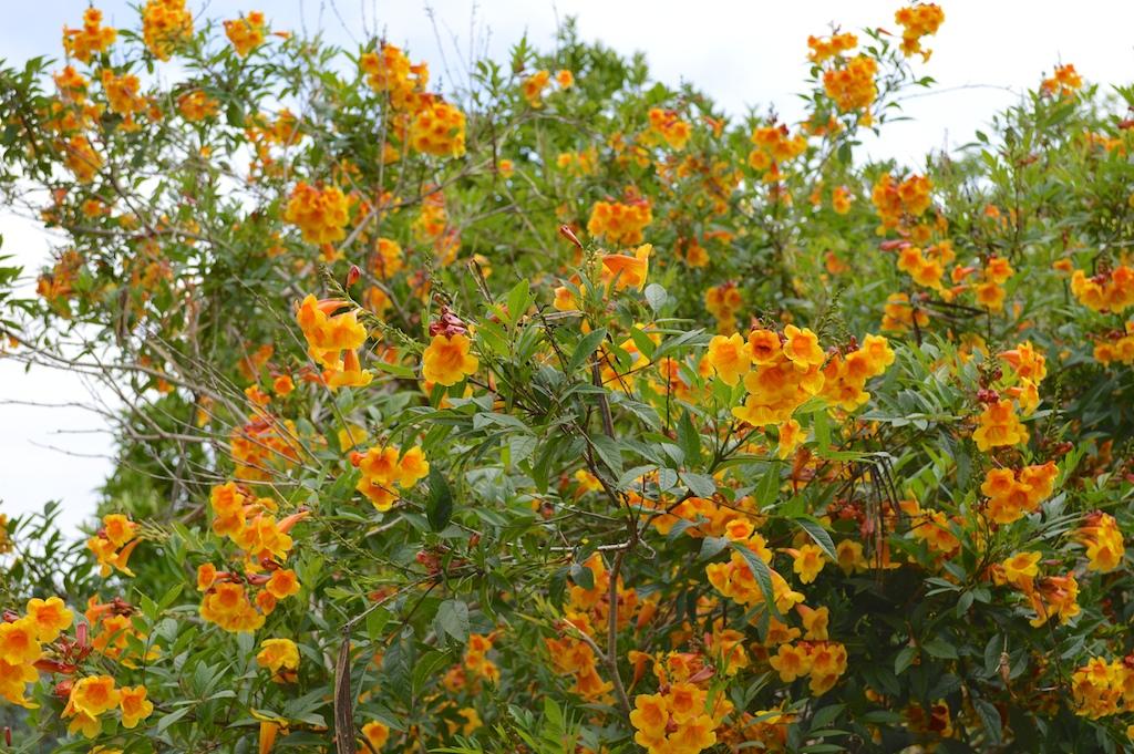 Tecoma Assorted Bush - View 9 from www redcrocus com