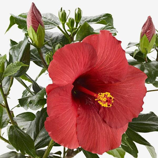 Hibiscus Bush Assorted - View 11 from www redcrocus com