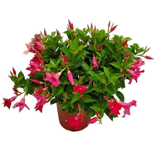 Dipladenia Pink Bush - View 10 from www redcrocus com