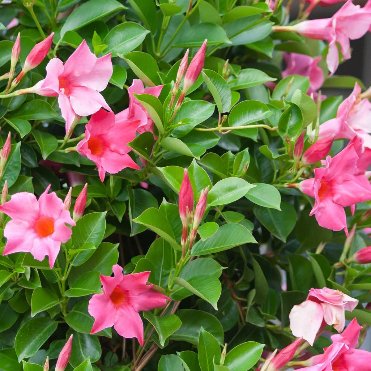 Dipladenia Pink Bush - View 15 from www redcrocus com