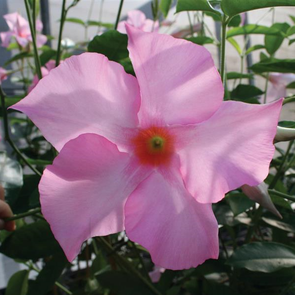 Dipladenia Pink Bush - View 18 from www redcrocus com