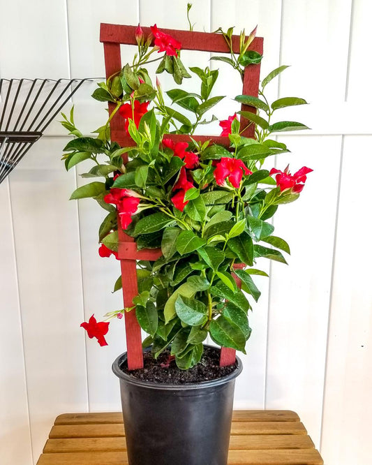Dipladenia Red Bush - View 10 from www redcrocus com