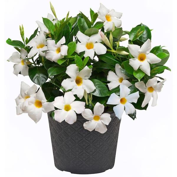 Dipladenia White Bush - View 10 from www redcrocus com