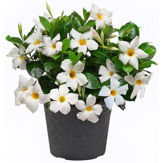 Dipladenia White Bush - View 10 from www redcrocus com