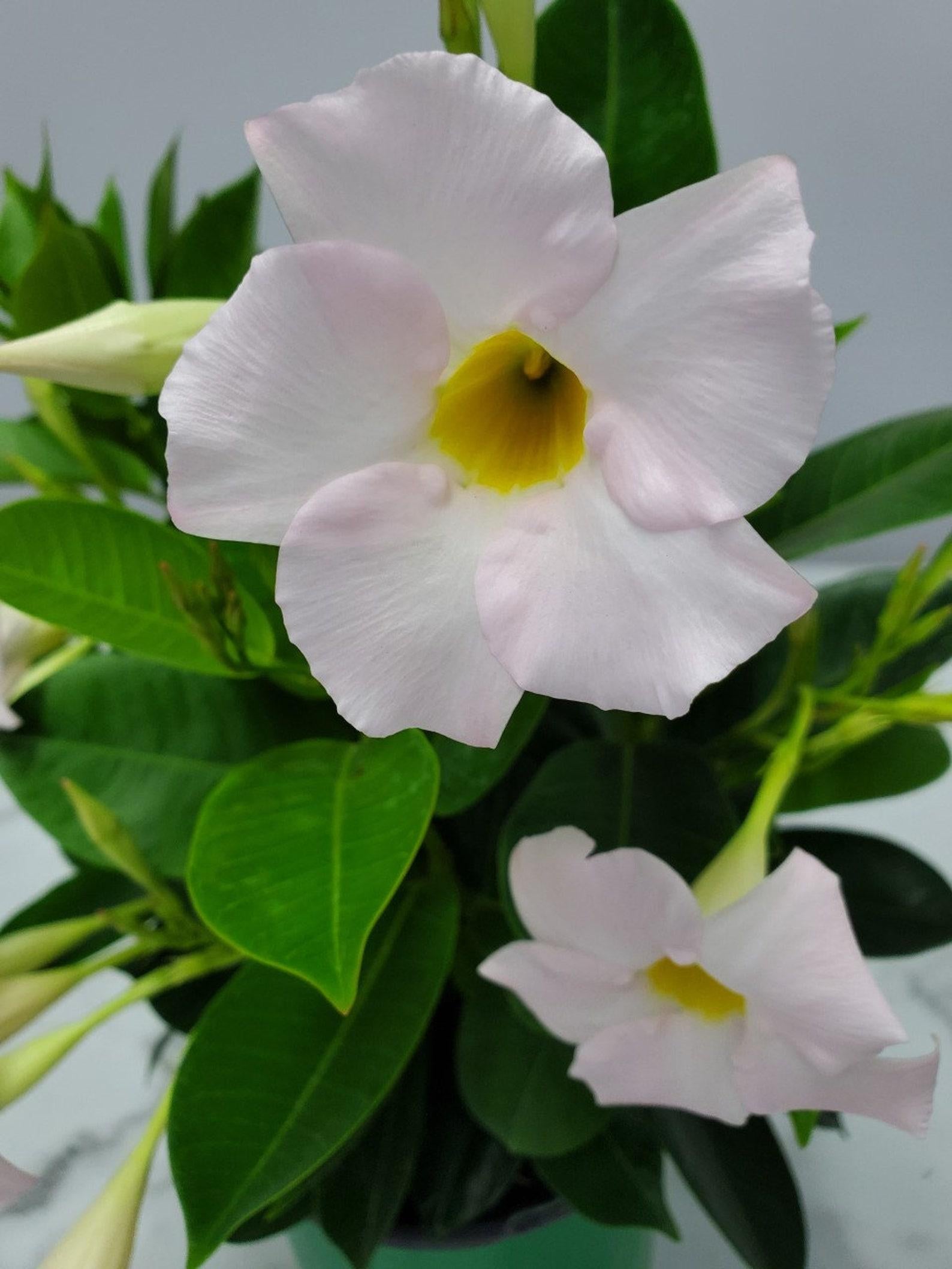 Dipladenia White Bush - View 11 from www redcrocus com