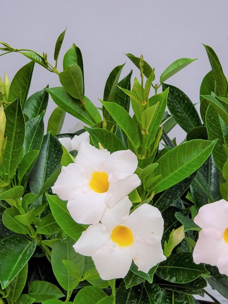 Dipladenia White Bush - View 12 from www redcrocus com