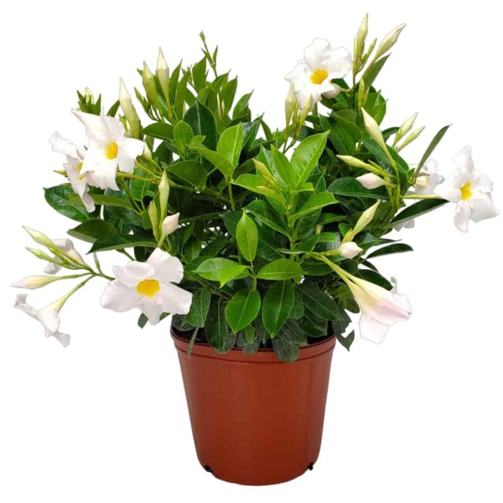 Dipladenia White Bush - View 15 from www redcrocus com