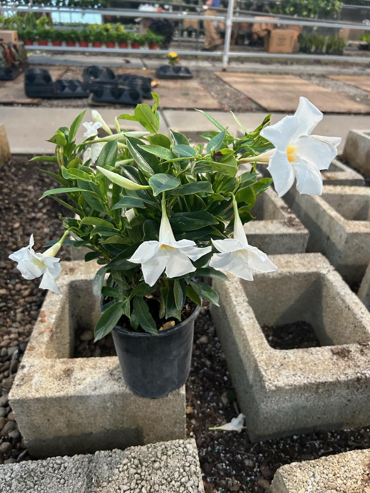 Dipladenia White Bush - View 17 from www redcrocus com