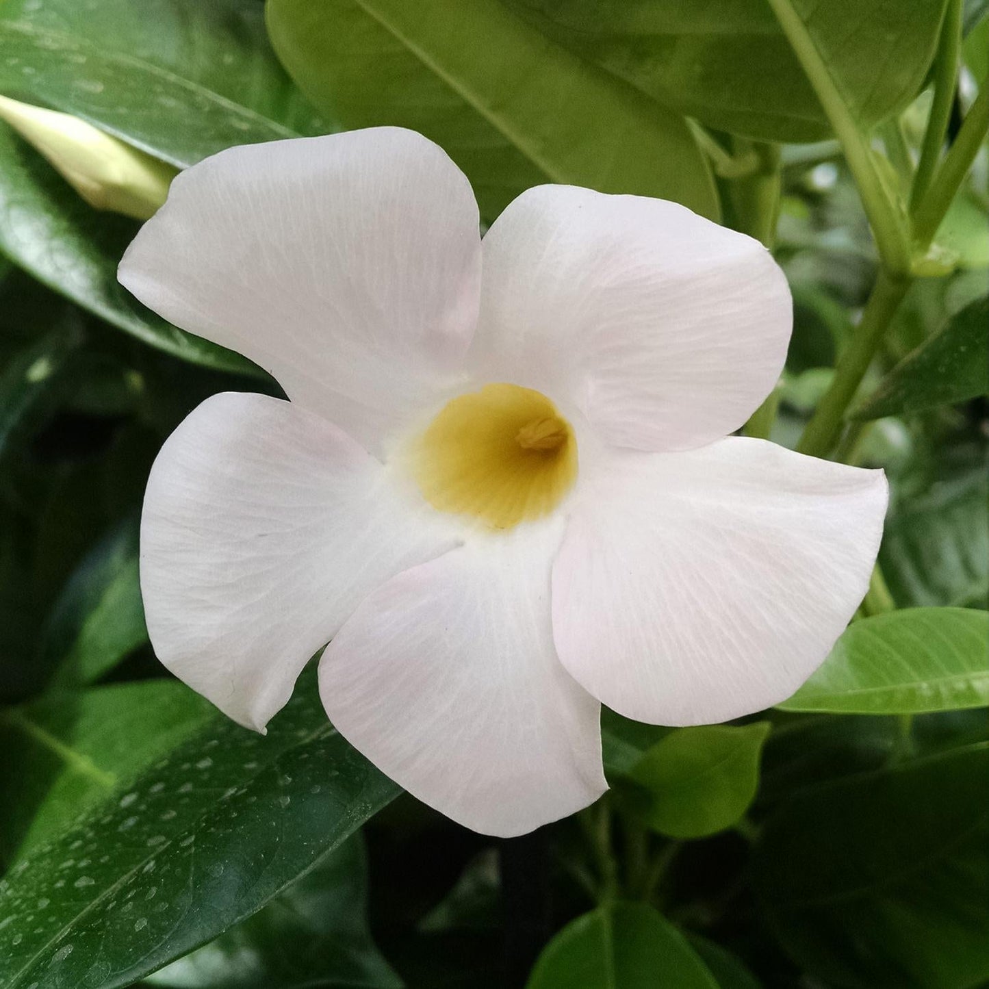 Dipladenia White Bush - View 18 from www redcrocus com