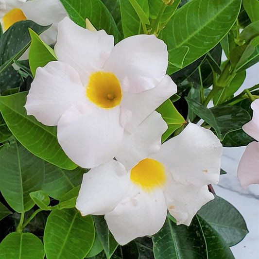 Dipladenia White Bush - View 1 from www redcrocus com