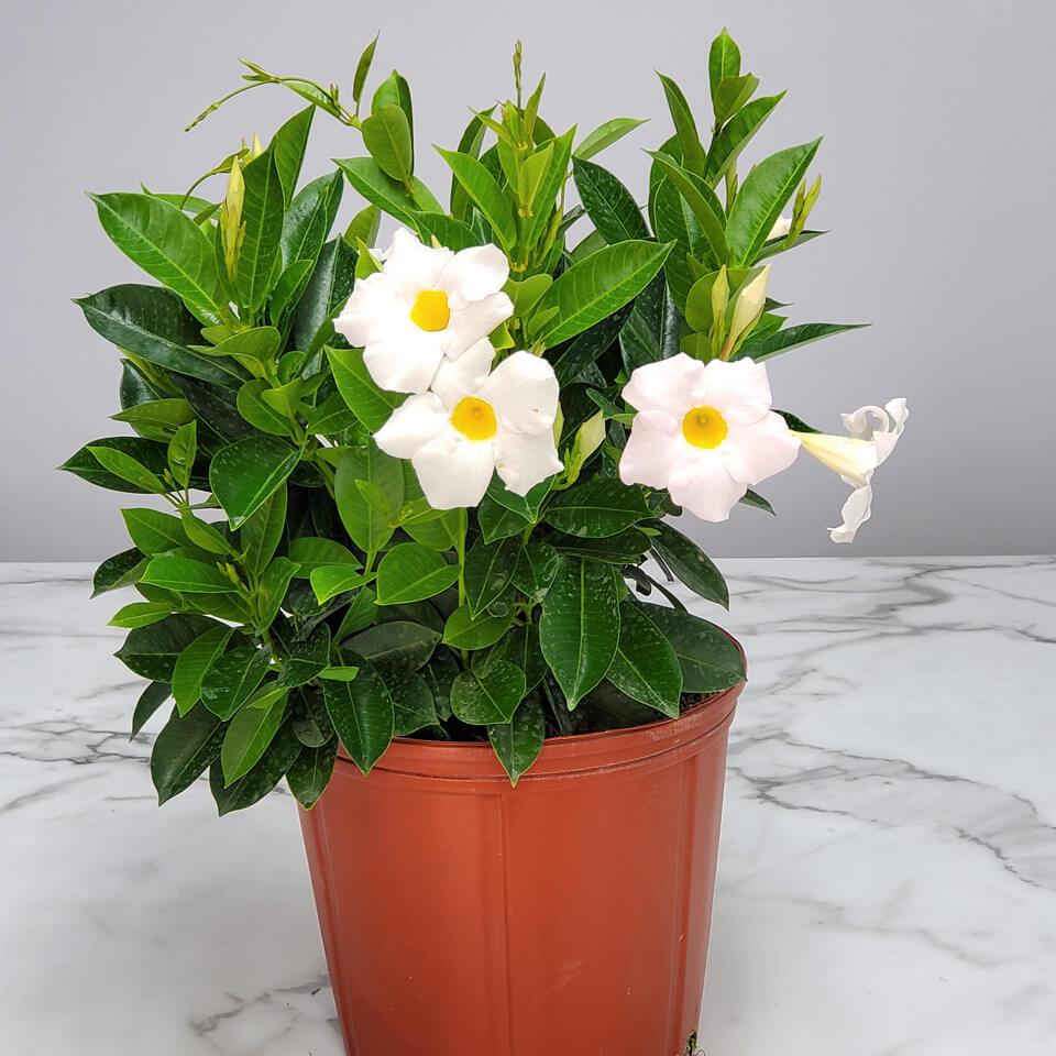 Dipladenia White Bush - View 2 from www redcrocus com