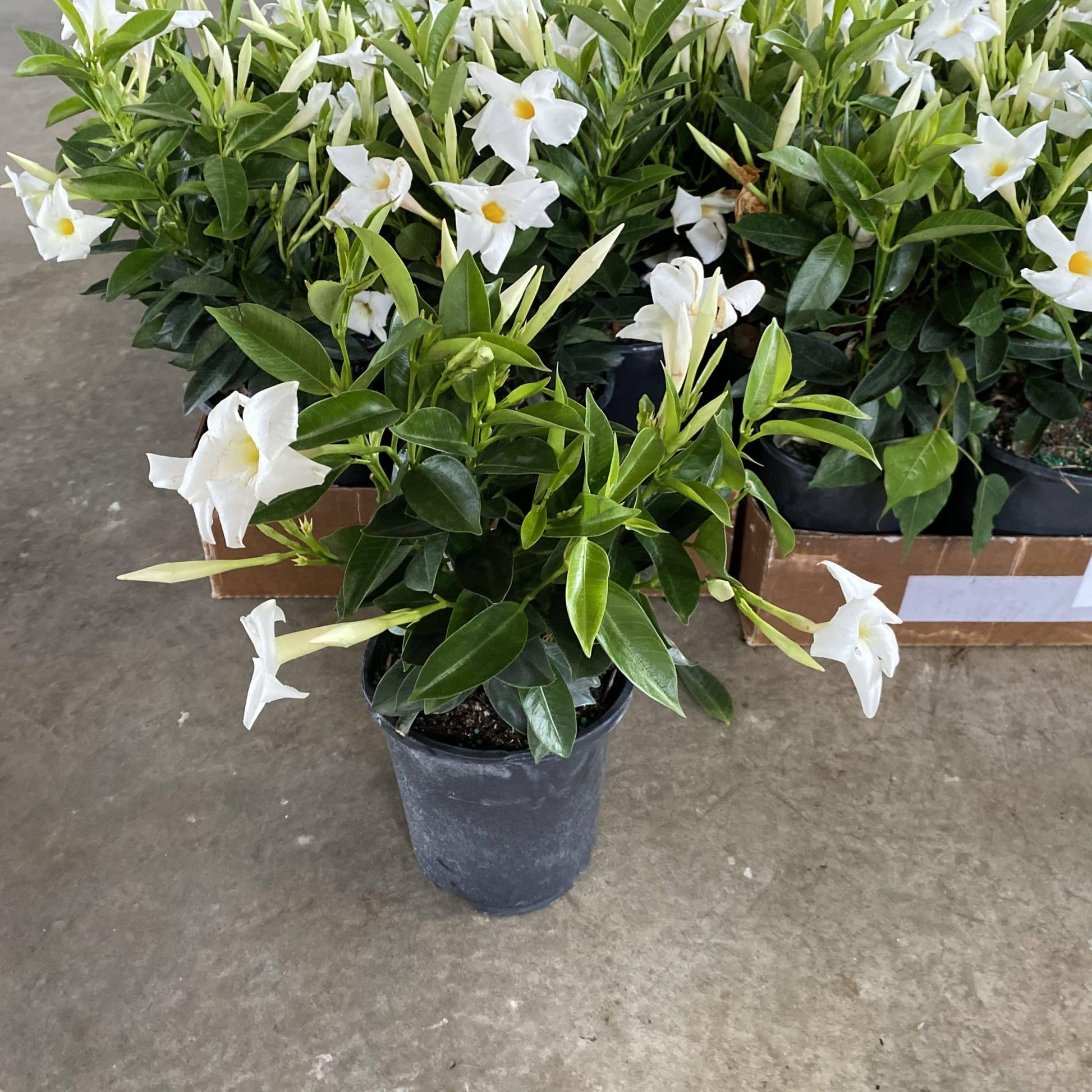 Dipladenia White Bush - View 4 from www redcrocus com