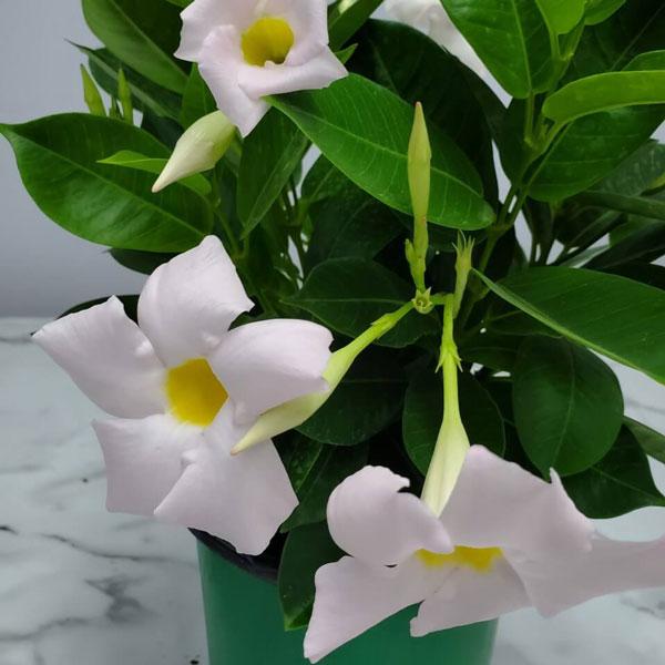 Dipladenia White Bush - View 5 from www redcrocus com