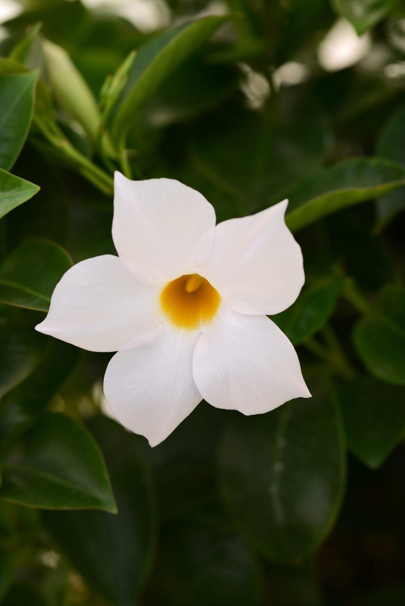 Dipladenia White Bush - View 6 from www redcrocus com