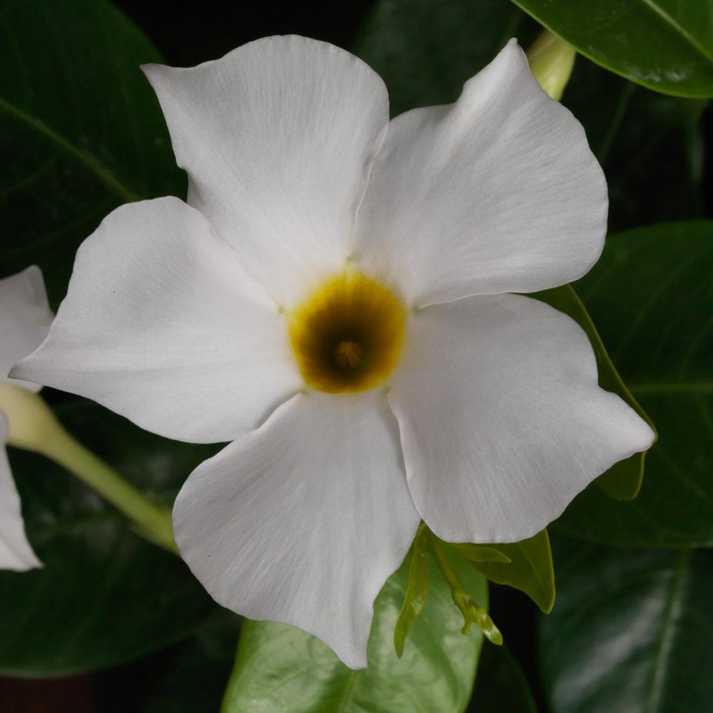 Dipladenia White Bush - View 7 from www redcrocus com