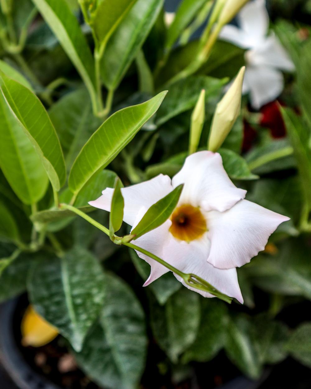 Dipladenia White Bush - View 8 from www redcrocus com