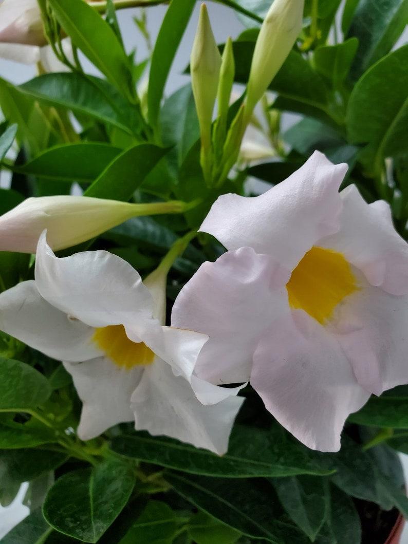 Dipladenia White Bush - View 9 from www redcrocus com