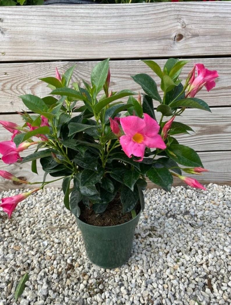 Dipladenia Pink Bush - View 14 from www redcrocus com