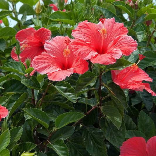 Hibiscus Bush Red - View 10 from www redcrocus com