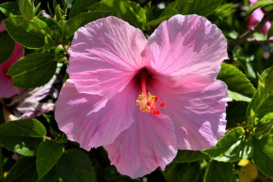 Hibiscus Bush Pink - View 1 from www redcrocus com