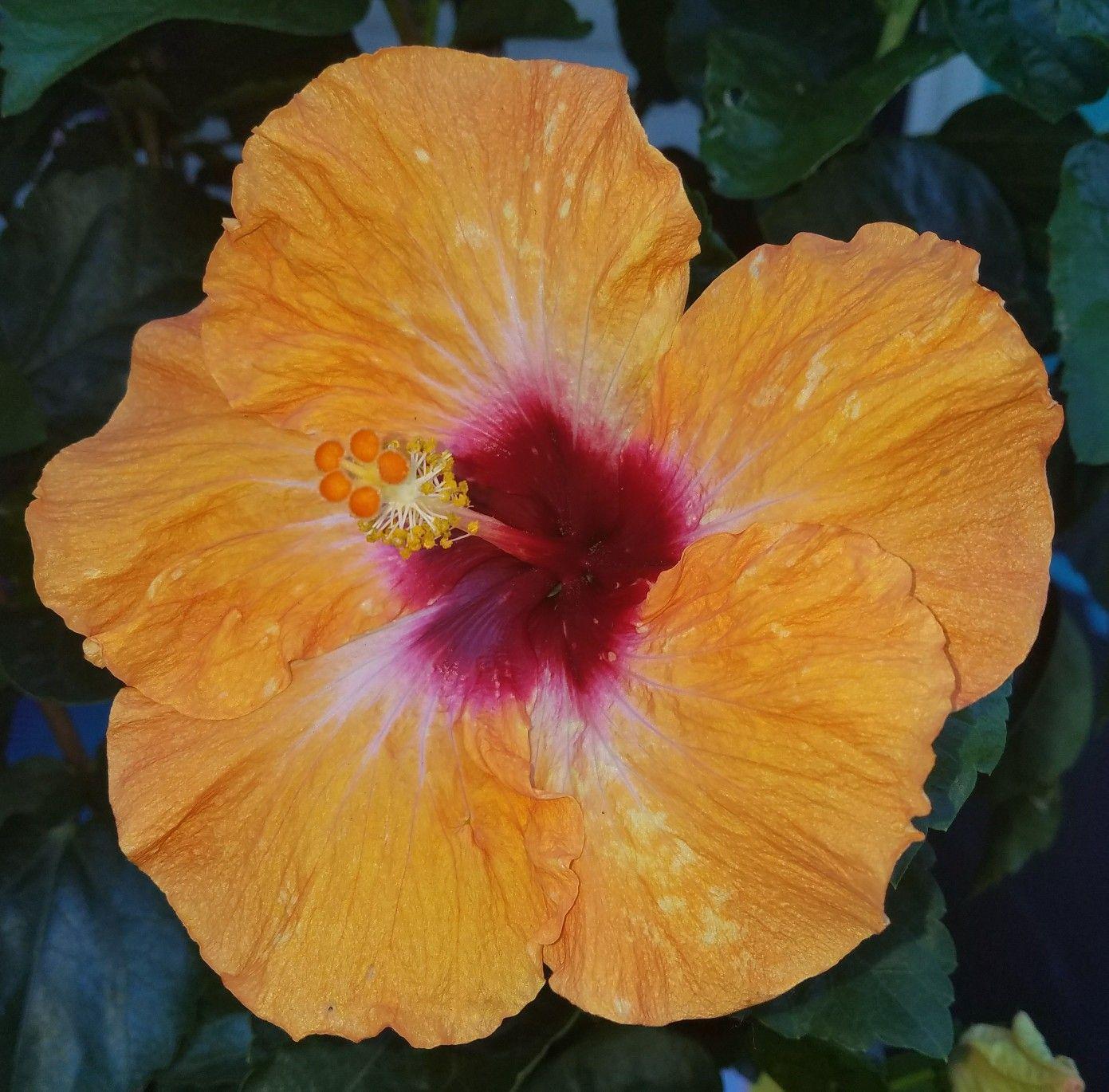 Hibiscus Bush Orange - View 13 from www redcrocus com