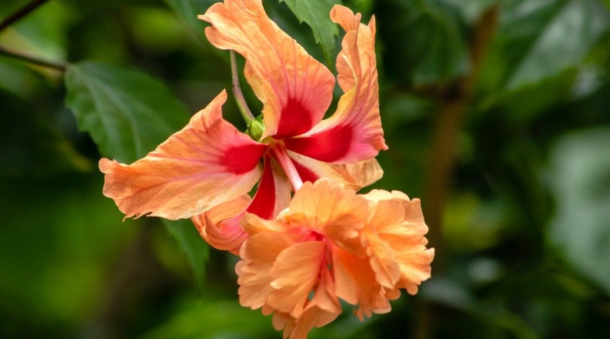 Hibiscus Bush Orange - View 17 from www redcrocus com