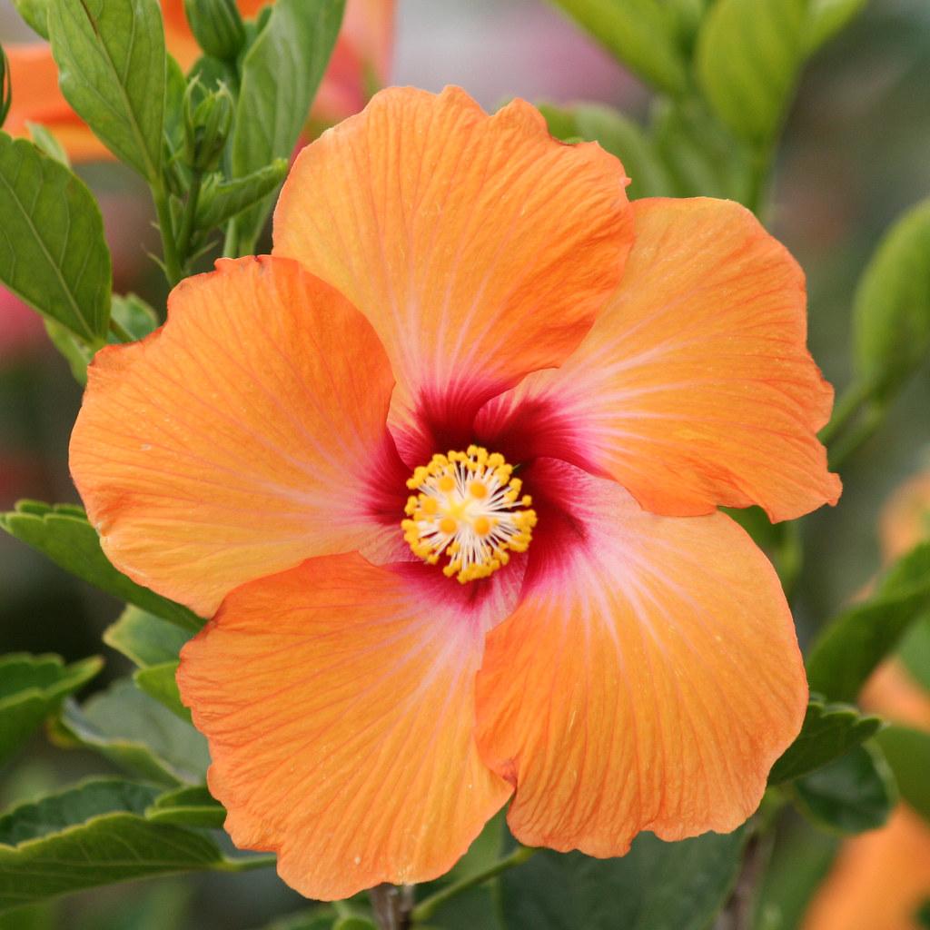 Hibiscus Bush Orange - View 18 from www redcrocus com
