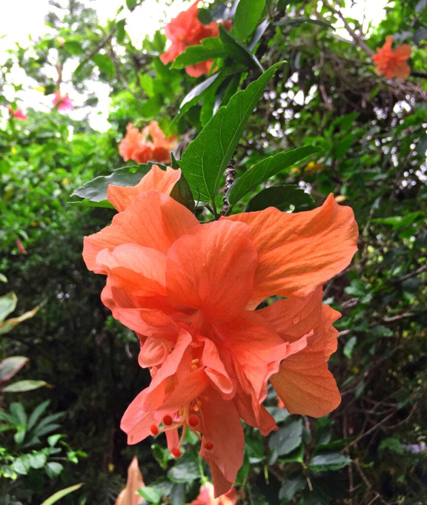 Hibiscus Bush Orange - View 19 from www redcrocus com