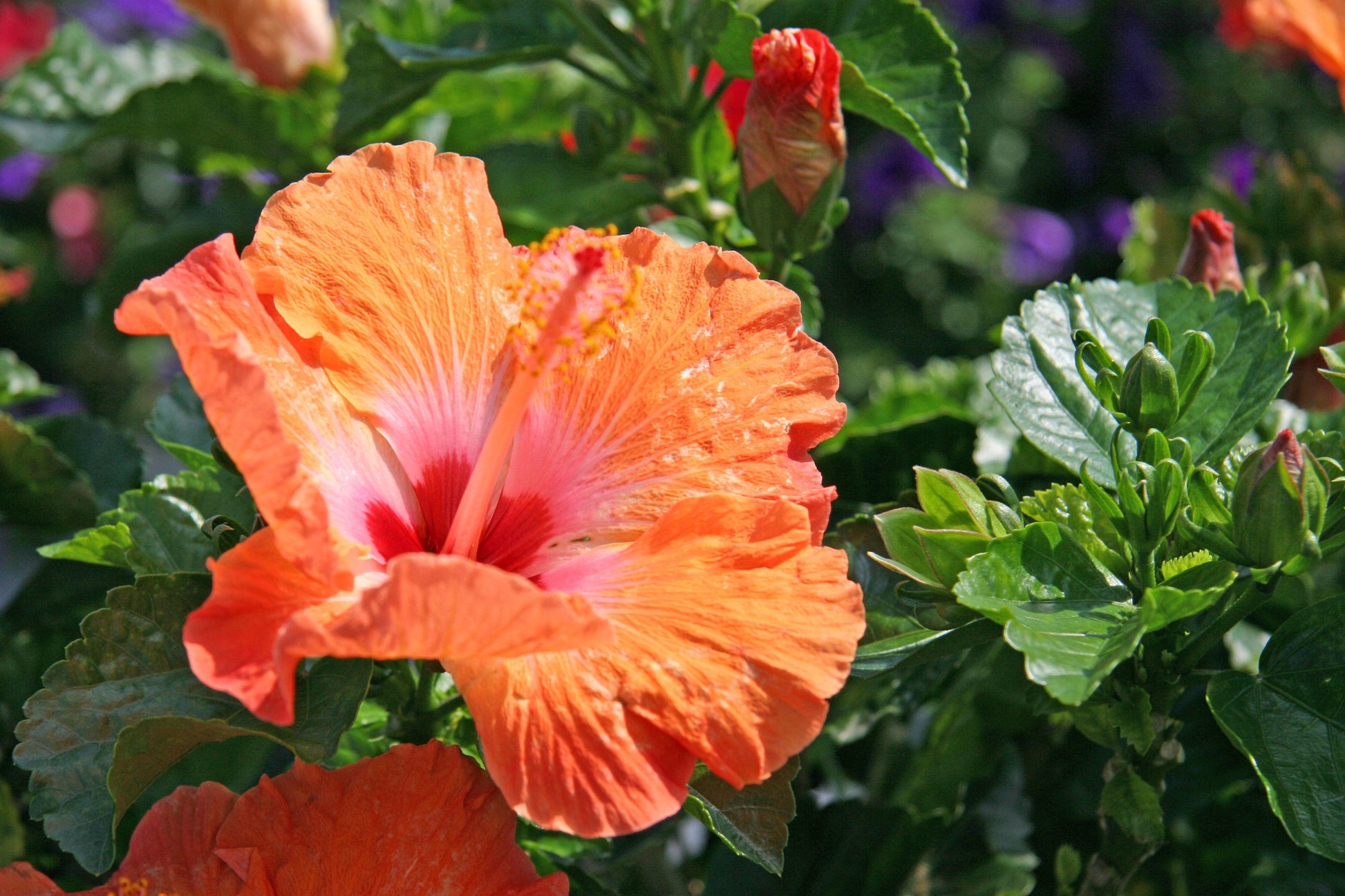 Hibiscus Bush Orange - View 1 from www redcrocus com