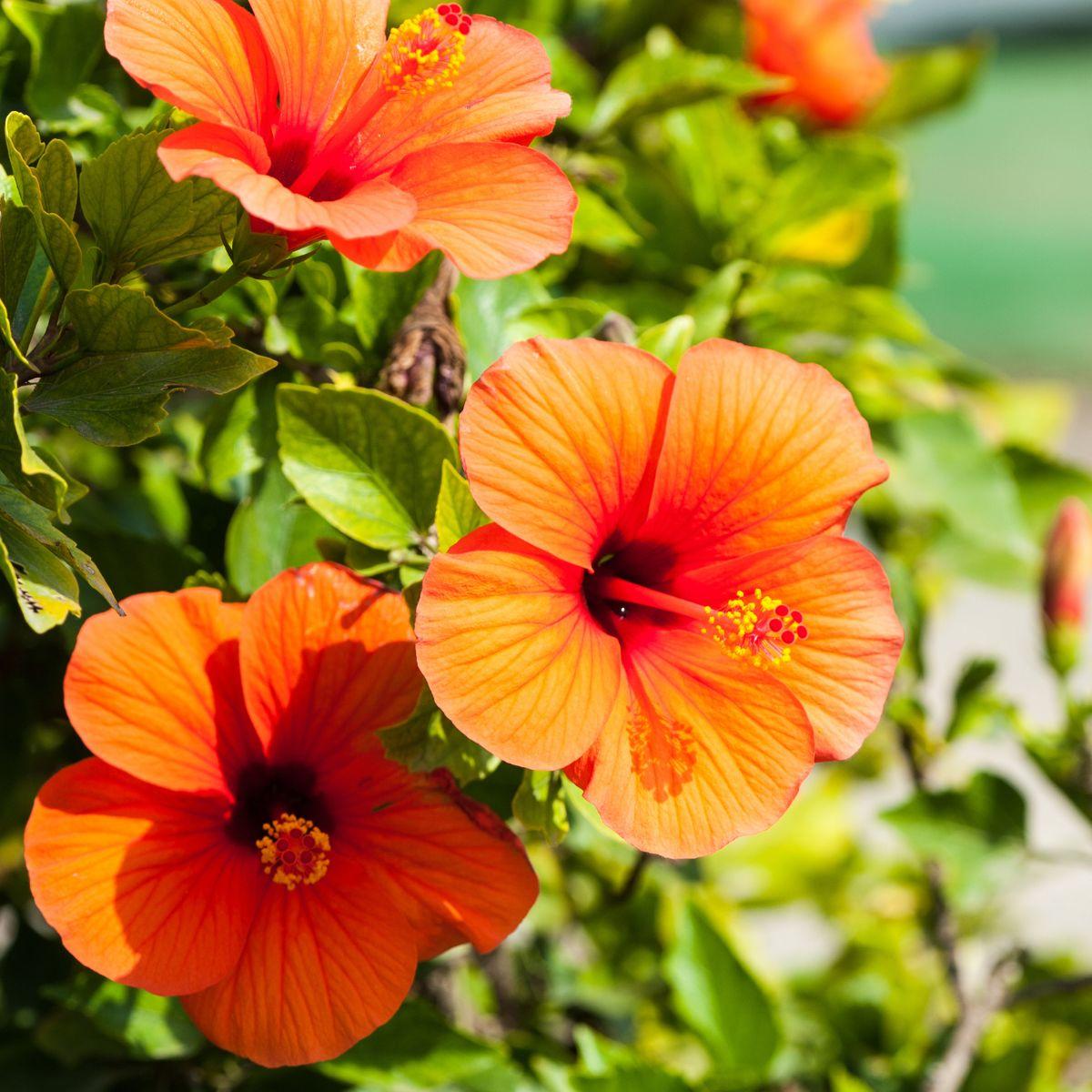 Hibiscus Bush Orange - View 2 from www redcrocus com