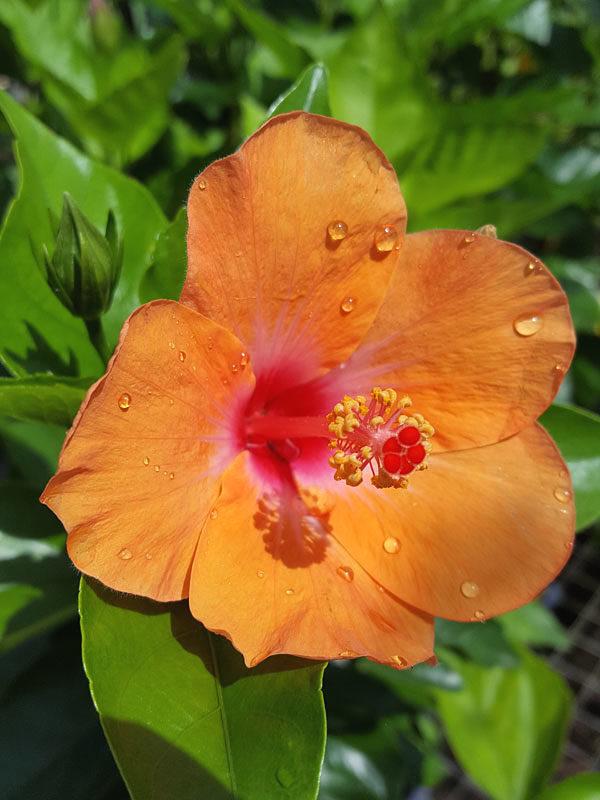 Hibiscus Bush Orange - View 3 from www redcrocus com