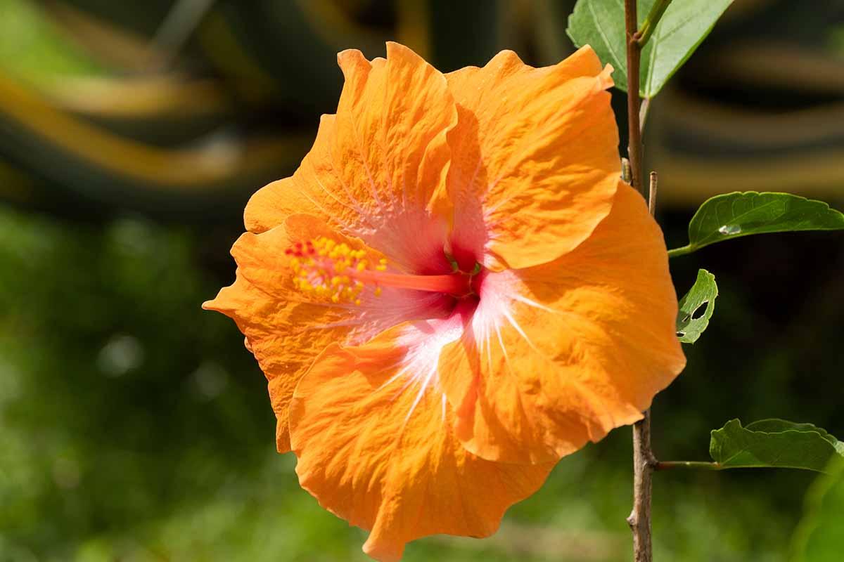 Hibiscus Bush Orange - View 4 from www redcrocus com