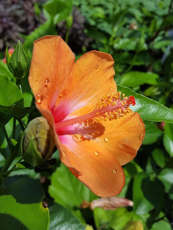 Hibiscus Bush Orange - View 9 from www redcrocus com