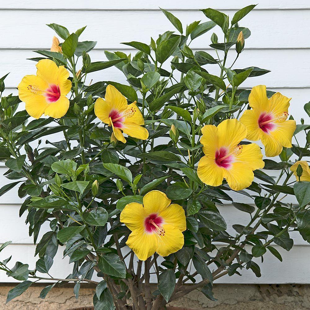 Hibiscus Yellow Bush 17 C1fb8acd A250 4448 Afe8 493c809fa459 from www redcrocus com