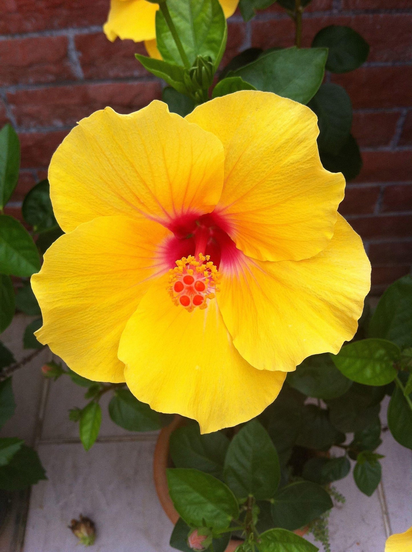 Hibiscus Yellow Bush 18 B0d9c26a 0ec0 48d6 Be06 2ca11891ce47 from www redcrocus com