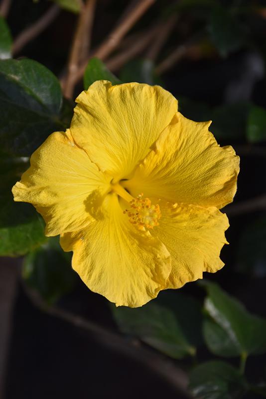 Hibiscus Yellow Bush 19 430d4822 B630 44c8 90d7 233036903b8a from www redcrocus com