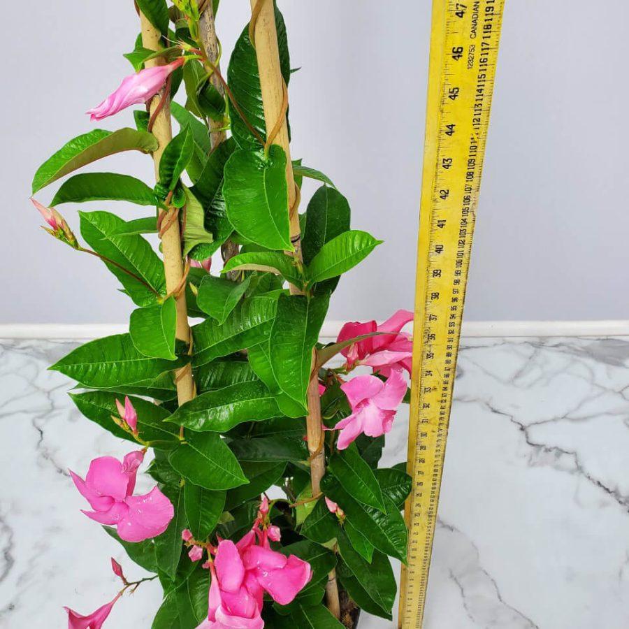 Mandevilla X Giant Pink Trellis - View 5 from www redcrocus com
