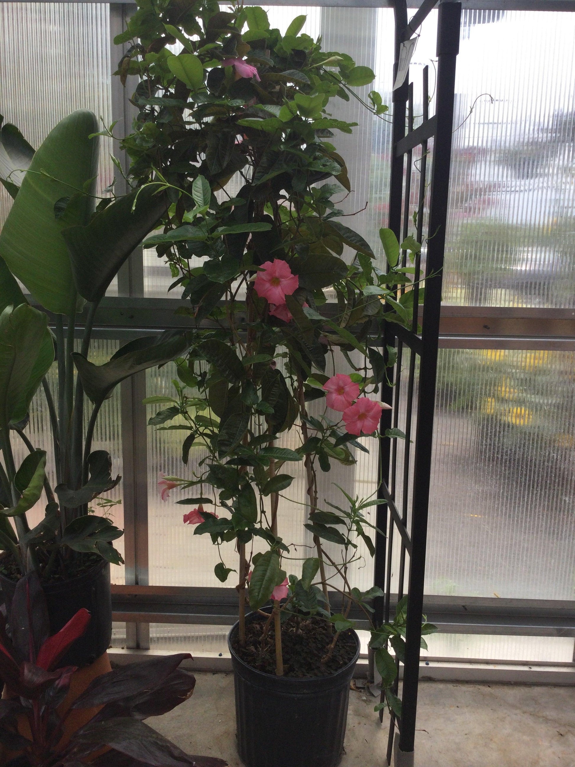 Mandevilla X White Teepee - View 12 from www redcrocus com