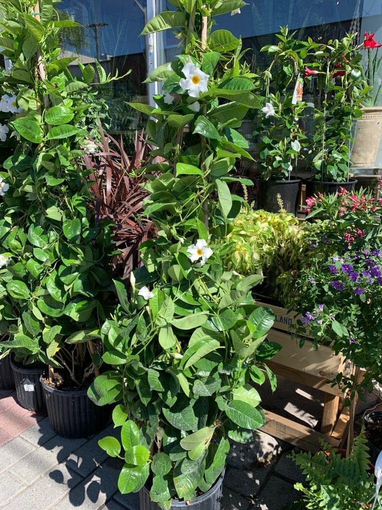 Mandevilla X White Teepee - View 7 from www redcrocus com