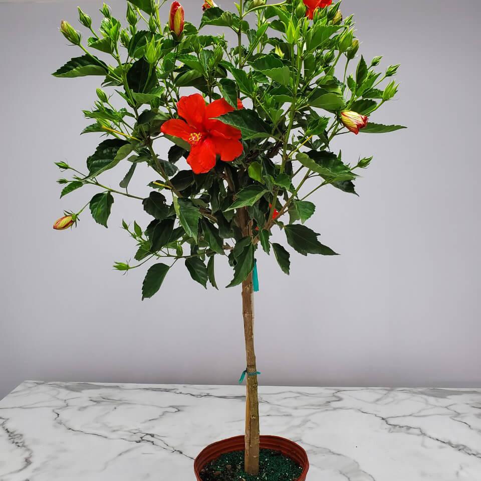 Hibiscus Standard Red - View 10 from www redcrocus com
