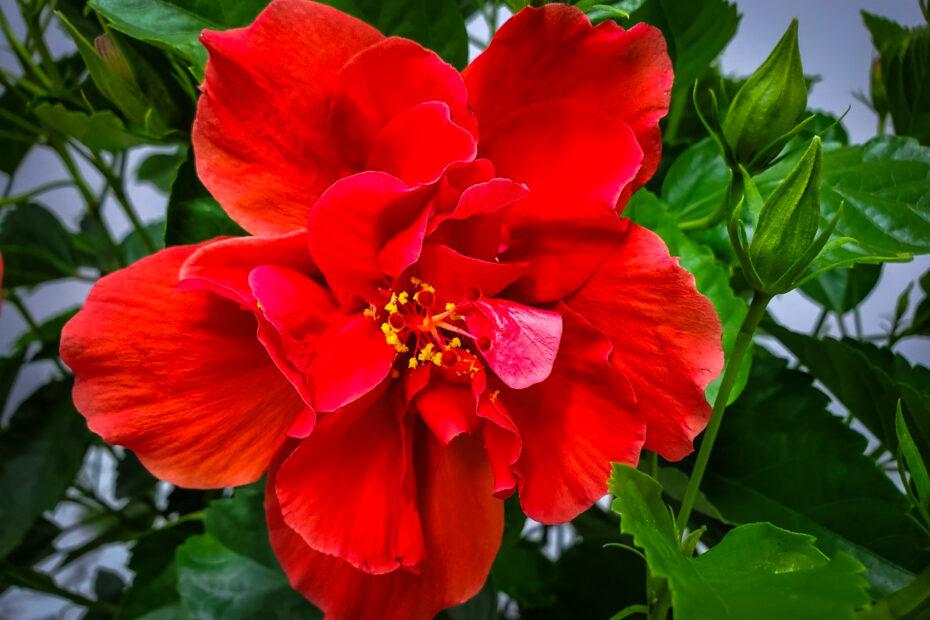 Hibiscus Standard Red - View 11 from www redcrocus com