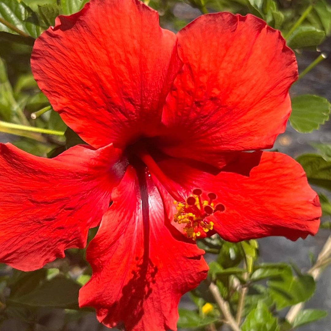 Hibiscus Standard Red - View 12 from www redcrocus com