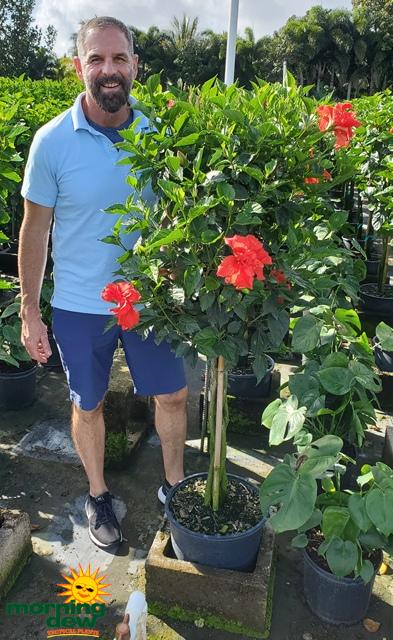 Hibiscus Standard Red - View 14 from www redcrocus com