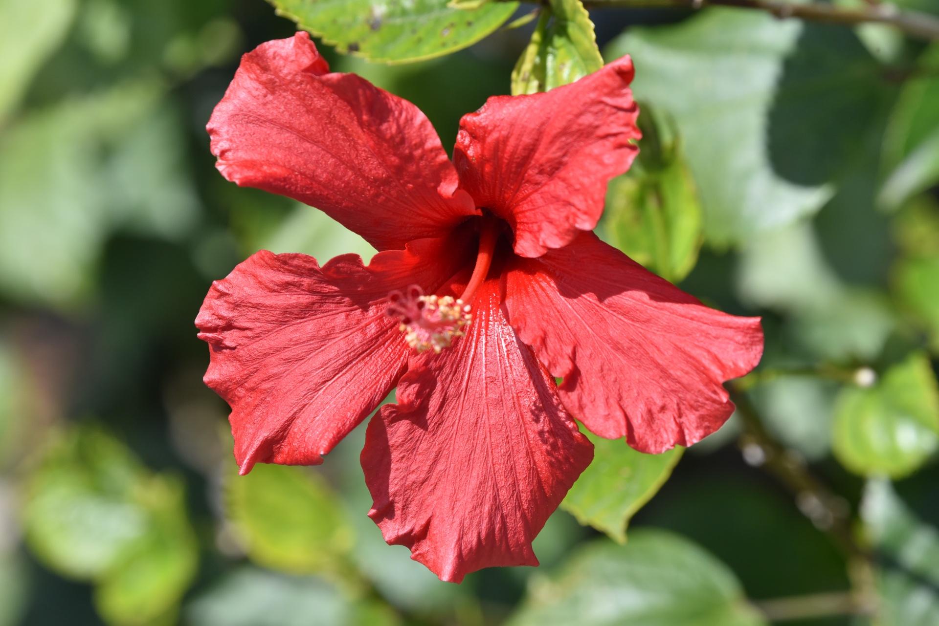 Hibiscus Standard Red - View 15 from www redcrocus com