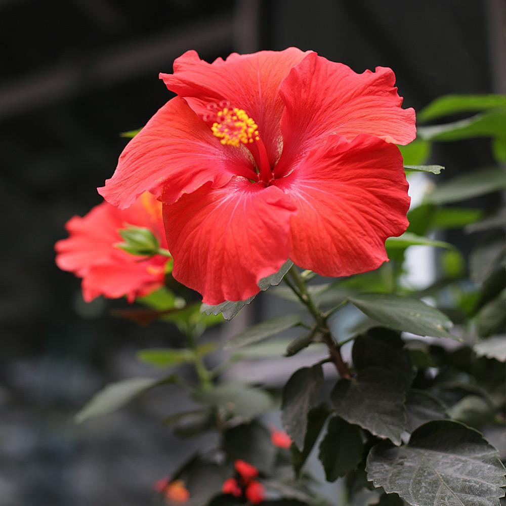 Hibiscus Standard Red - View 16 from www redcrocus com