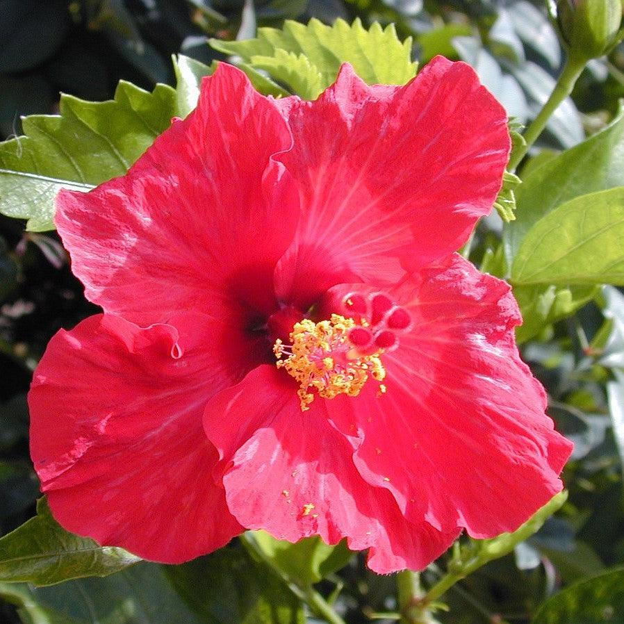 Hibiscus Standard Red - View 1 from www redcrocus com